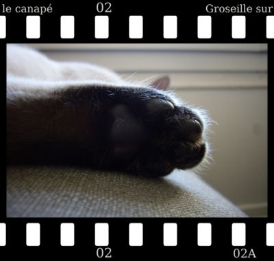 Une petite Patoune

