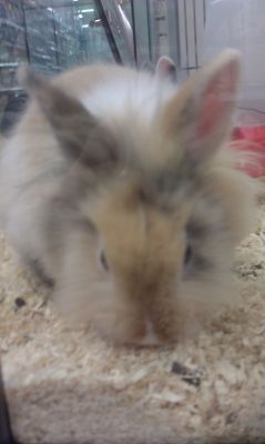 Lapin
