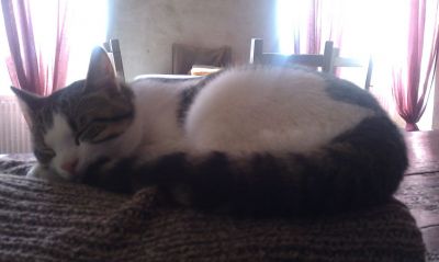 Le chat de ma soeur ^^
Mots-clés: chat, chaton, chats, mâle