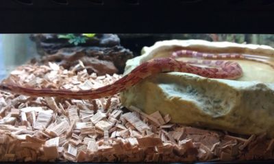 Serpent
Mots-clés: serpent, serpents, reptile