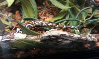 Serpent
Mots-clés: serpent, serpents, reptile