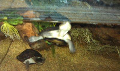 IMAG0276_28129~0.jpg