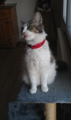 Rubie
Mots-clés: chat, chattes, chats, poils longs, angora, rubie, arbre Ã  chat,