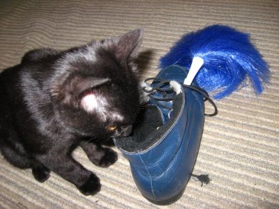 Frimousse qui regarde dans une chaussure
Mots-clés: Frimousse; chaussure