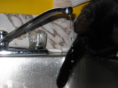 Frimousse qui recueille l'eau du robinet
Mots-clés: Frimousse; eau; robinet