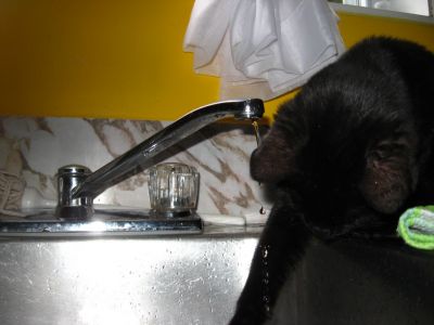 Frimousse qui recueille l'eau du robinet
Mots-clés: Frimousse; eau; robinet