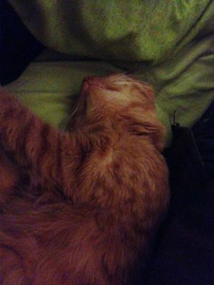 lulu 6 !!
Les chats et leurs positions spéciales pour dormir ^^
