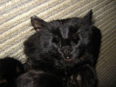 Ronron qui dort sur le tapis
Mots-clés: Ronron; dort; tapis