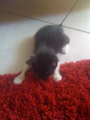 et op le bon tapis ^^
