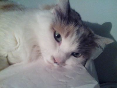 Mimine
Ma Mimine depuis son arrivée ^^
Mots-clés: chat