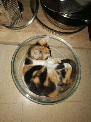 qu'est ce qu'on mange ce soir ? un petit chaton 

