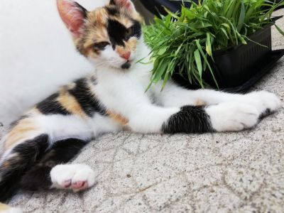 Misket 
on ne touche pas a mon herbe !
