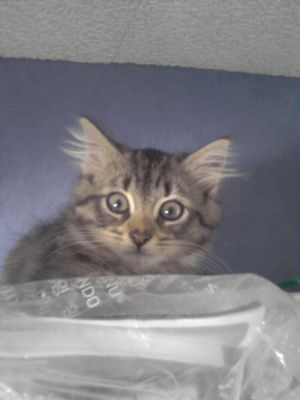 Baloo

