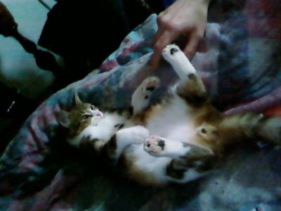 Tigrou RIP
