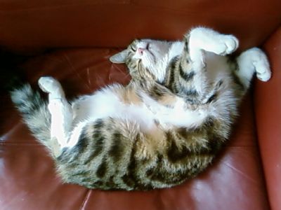 Tigrou RIP
