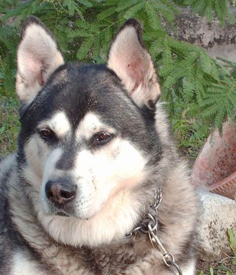 Loulou
Portrait du vieux loup.
