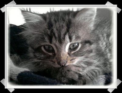 Baloo
