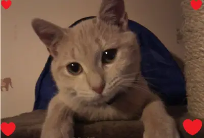 caramel_coeur.png
