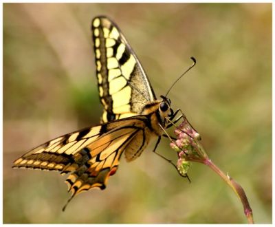 Un machaon
La beauté incarnée dans un papillon
Mots-clés: papillon; insecte