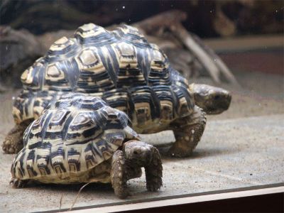 Tortues
Mots-clés: tortue;tortues;lézard;serpent;iguane