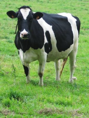 Vache
Mots-clés: vache;vaches;poule;poulet;coq;ane;dinde;oie