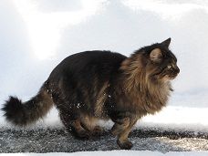 Simba à l'affût

