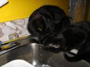 Nom du fichier=IMG_0002.JPG
Taille du fichier=80Ko
Dimensions : 1024x768
Ajouté le : 06 Mars 2017 IMG_0002.JPG