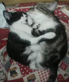 mes titines
mes deux titines d'amourrrrrr elles sont pas mimi présentation la noire et blanche Cruz et la tigrée Enna elles ont toutes les deux un an c trop trognon non??????

