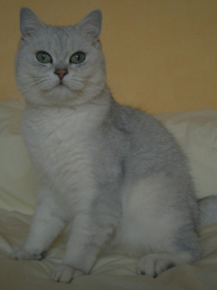 Black chinchilla - bsh.jpg