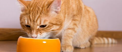 Alimentation industrielle ou ménagère ? Alimentation industrielle ou ménagère ?