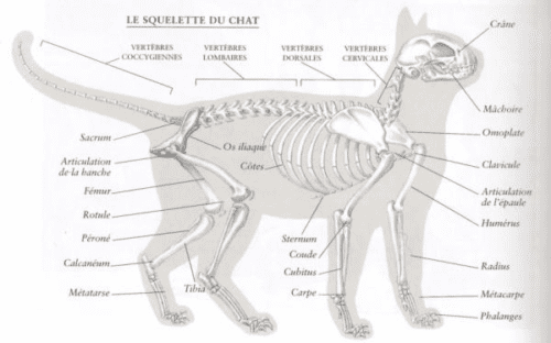 Anatomie Du Chat Et Morphologie Chat Et Compagnie