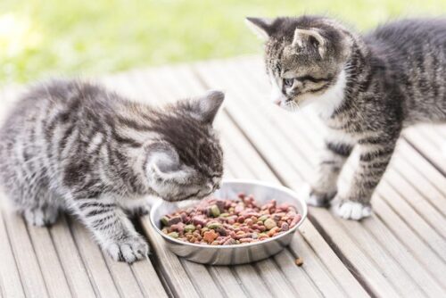 L'alimentation du chaton