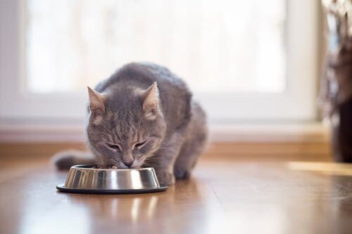 L'alimentation du chat L'alimentation du chat