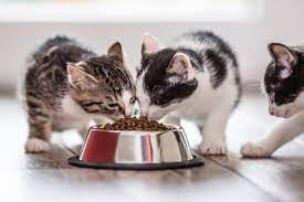 Sevrage alimentaire du chaton Sevrage alimentaire du chaton
