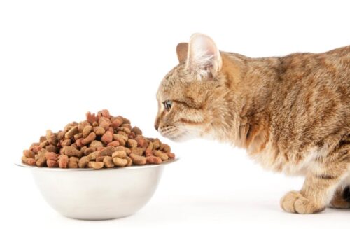 Alimentation chaton sevré Chaton sevré qui mange