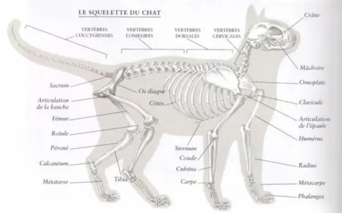 Anatomie du chat et morphologie