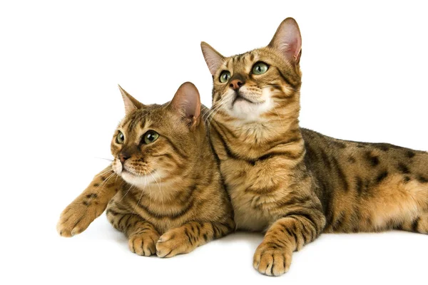 Bengal Bengal