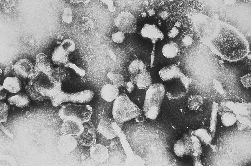 Virus de la leucémie féline (FeLV)
