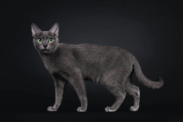 Korat Korat