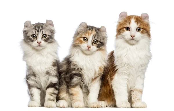 American curl Chats american curl