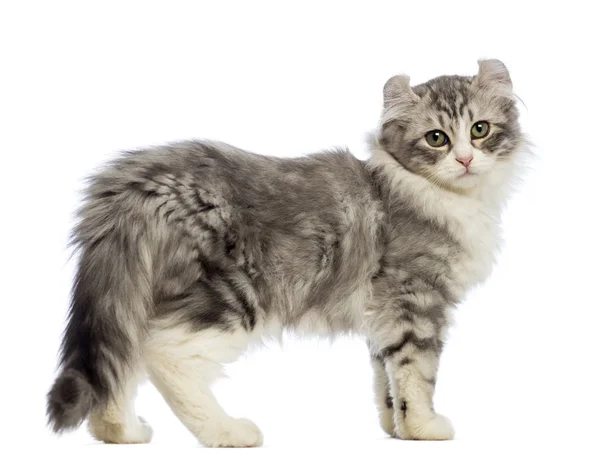 American curl American curl