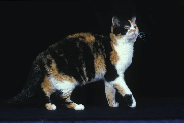American wirehair American wirehair