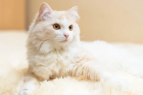 Angora turc angora turc