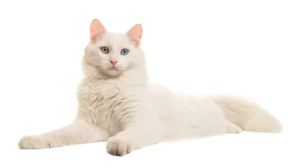 Angora turc Angora turc
