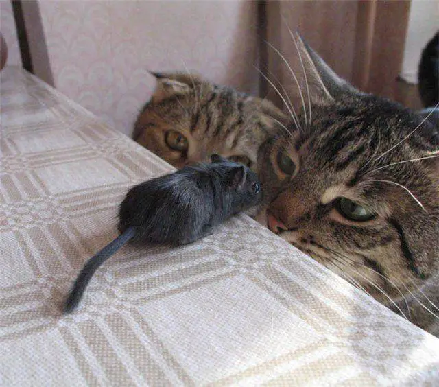 Les chats et la souris