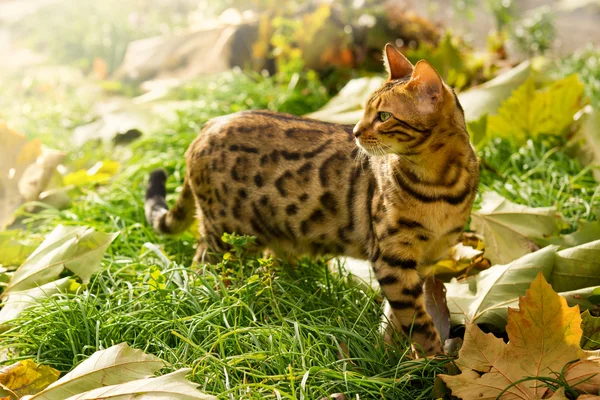 Bengal Bengal