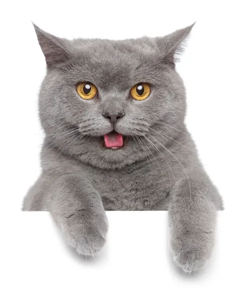 British shorthair