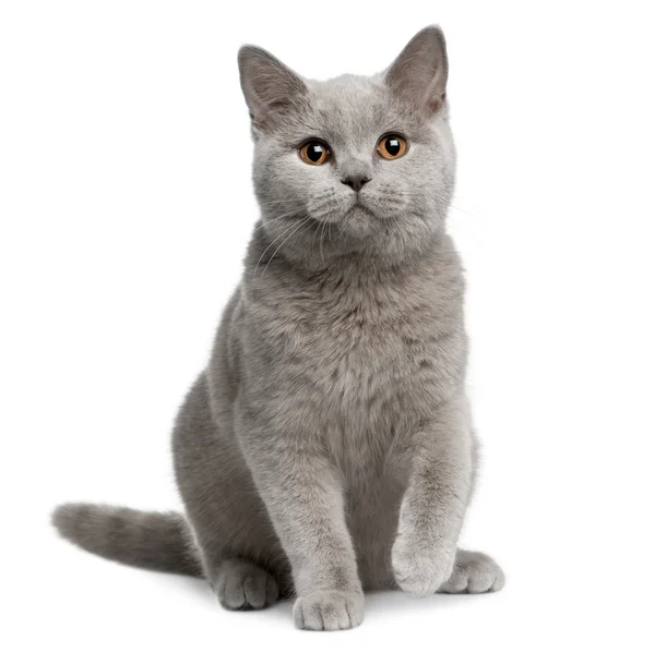 British shorthair British shorthair