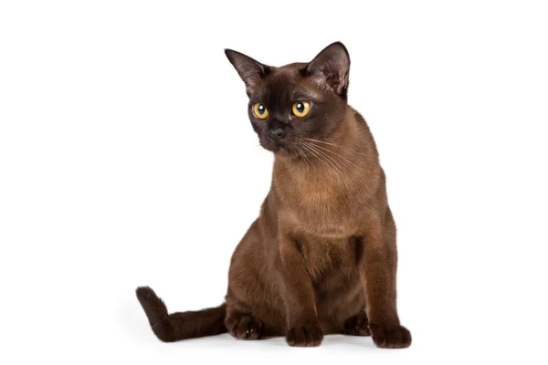 Burmese Burmese