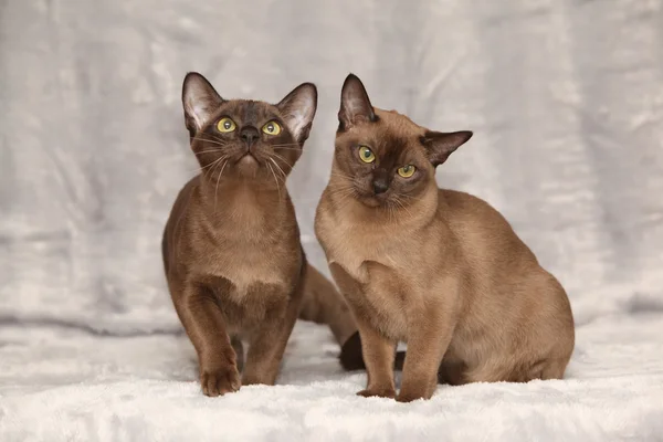 Burmese Burmese
